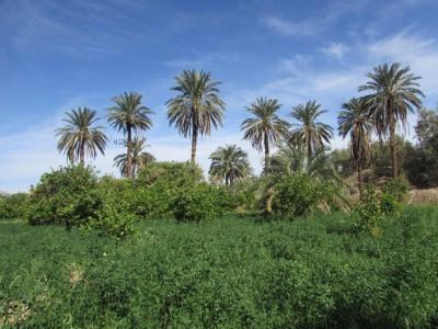 تصویر ۱ - اقامتگاه بوم‌گردی نخلستان در  بم
