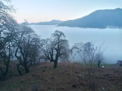 تصویر ۱ - کلبه چوبی جنگلی تنها در  اولسبلنگاه