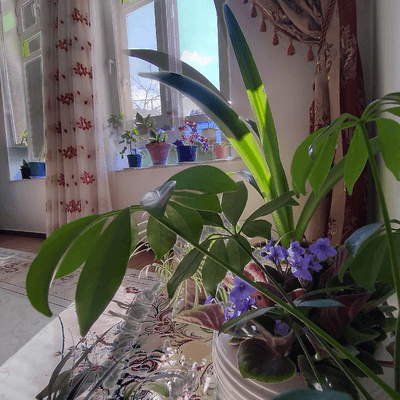 تصویر ۱ - خانه ترنج در  مشگین شهر 