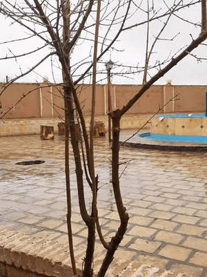 تصویر ۱ - اقامتگاه بوم‌گردی زیباچنار (واحد4) در  ابوزیدآباد