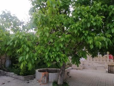 تصویر ۱ - خانه ویلایی یاس در  شهمیرزاد