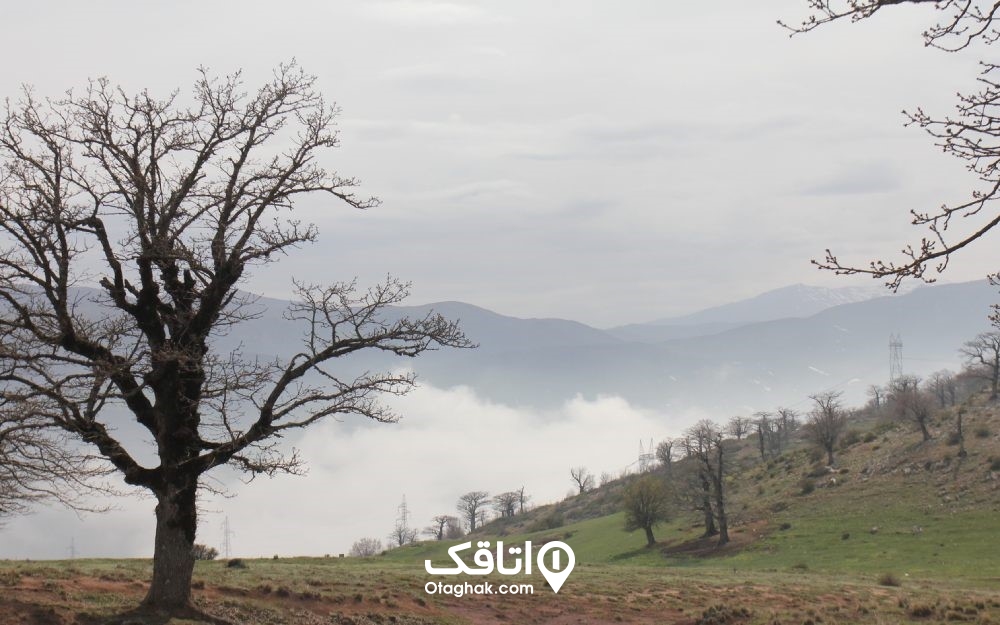 نمایی از جنگل ابر شاهرود