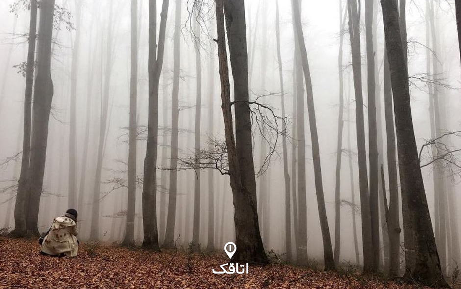 جنگل راش در استان مازنداران، سوادکوه و نزدیکی روستای سنگده قرار دارد.