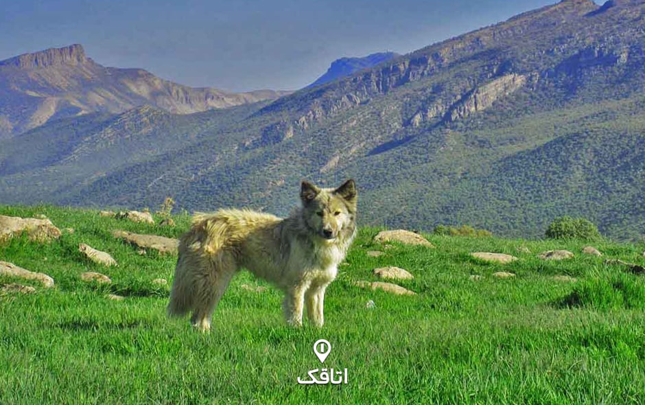 سگی که در منظره@ای از کوه چمنگیر به دوربین نگاه می‌کند