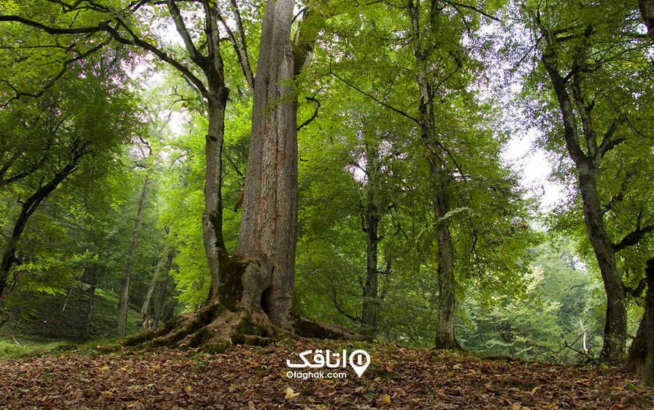 جاذبه توریستی جنگل دالخانی جاهای دیدنی رامسر