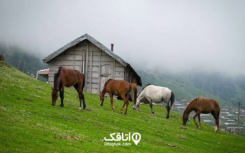 چهار عدد اسب در حال چرا در منطقه شاندرمن