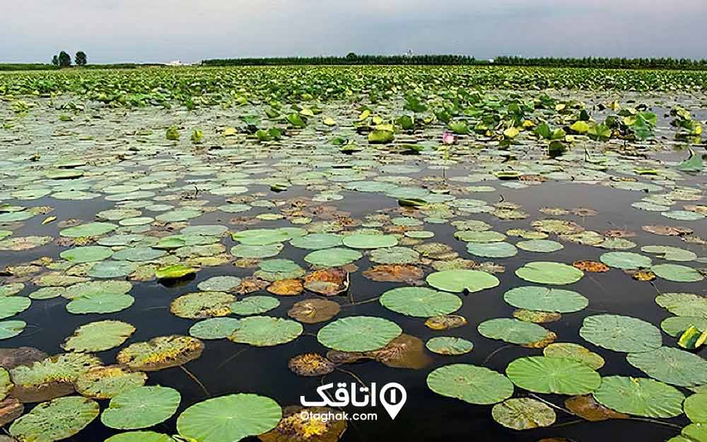 تالابی که سطح آن از برگ نیلوفر آبی پر است