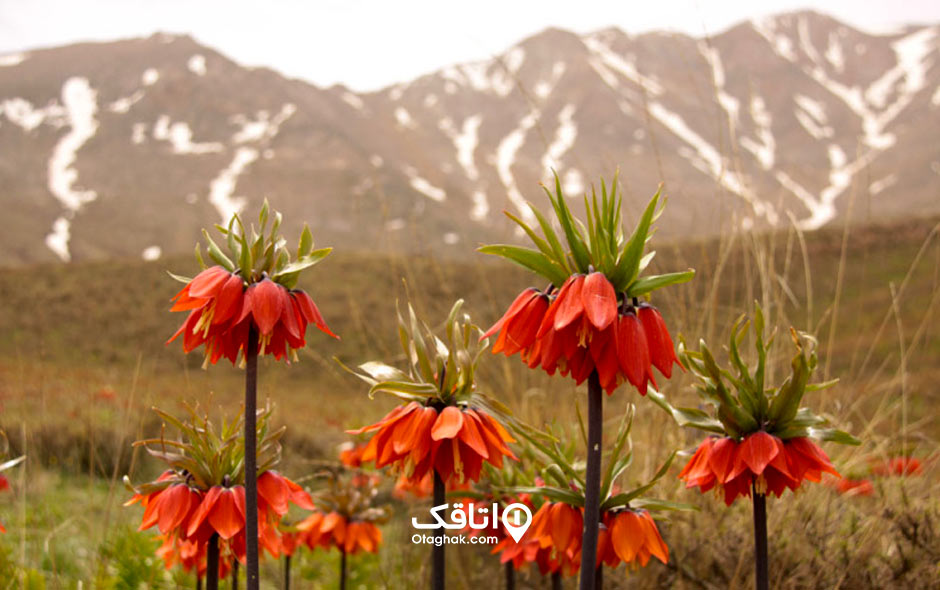 جاذبه توریستی و تفریحی گلستان کوه