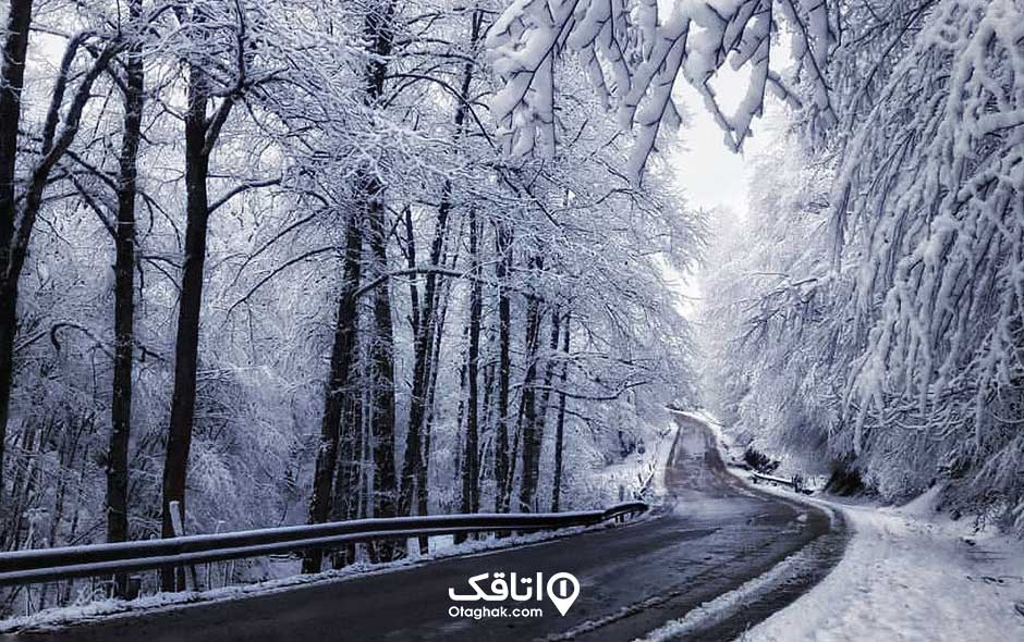 جاده برفی و درختان پوشیده از برف