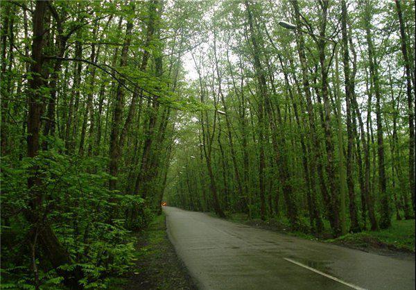 جاده جنگل گیسوم پر از درختان سر به فلک کشیده