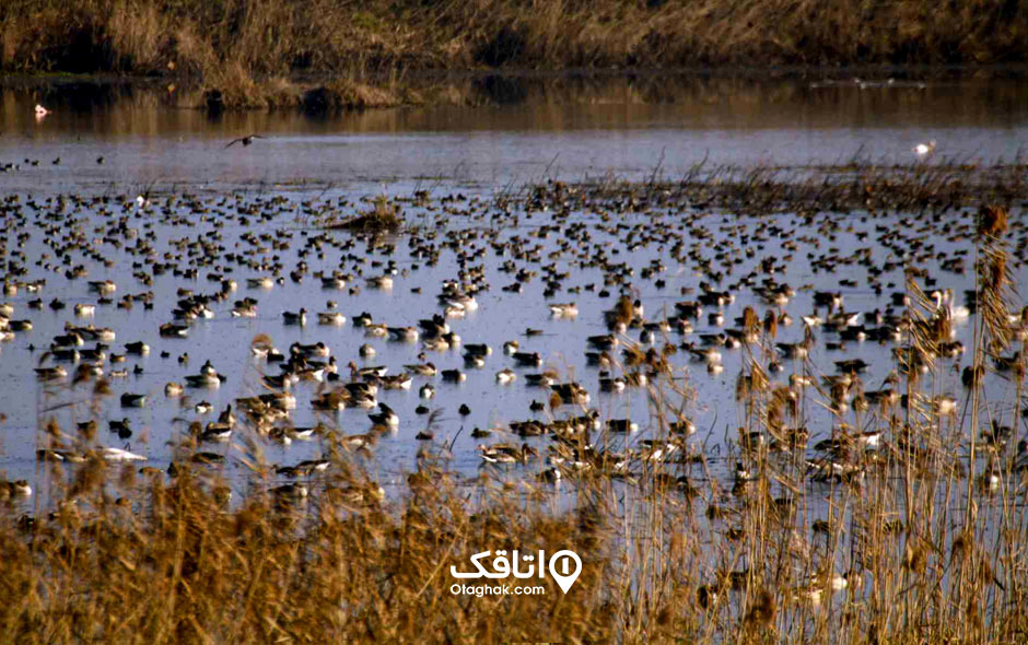 جاذبه گردشگری تالاب کیاشهر