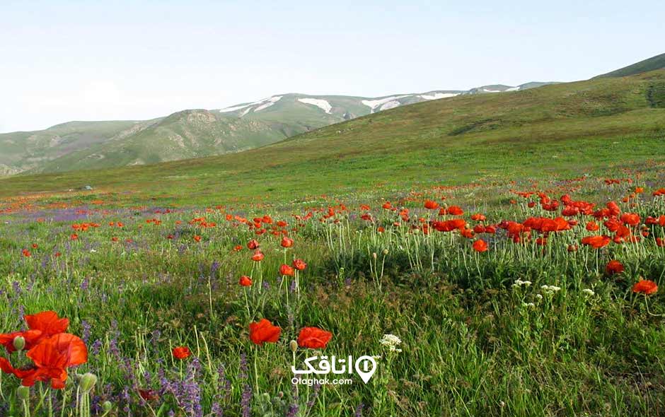 منطقه حفاظت شده یای قاری