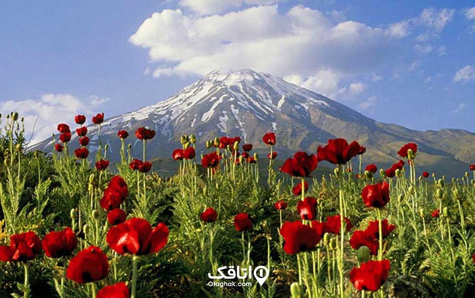 دشت لار در کنار کوه دماوند و پر از لاله سرخ