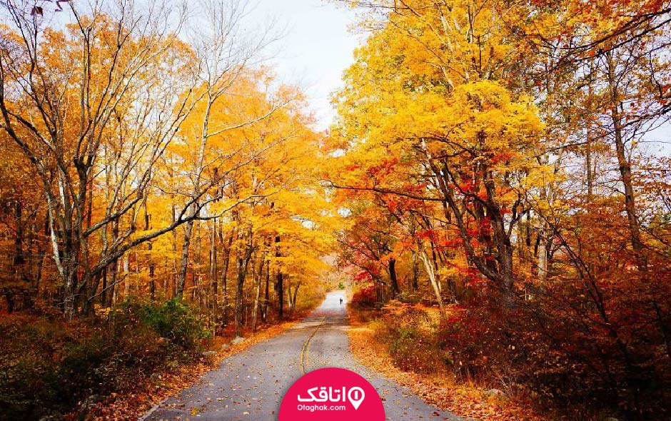 نمایی از یک جاده پاییزی