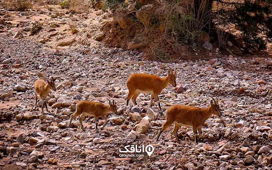 منطقه حفاظت شده قیصری