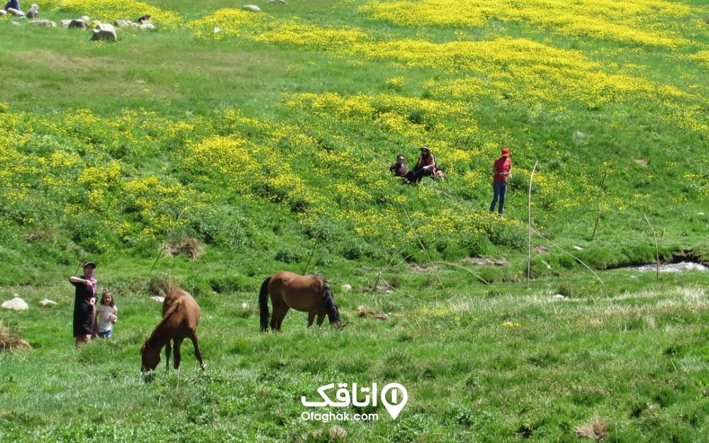 نمایی از بازدیدکنندگان دشت میشان و دام هایی که در آن چرا می کنند