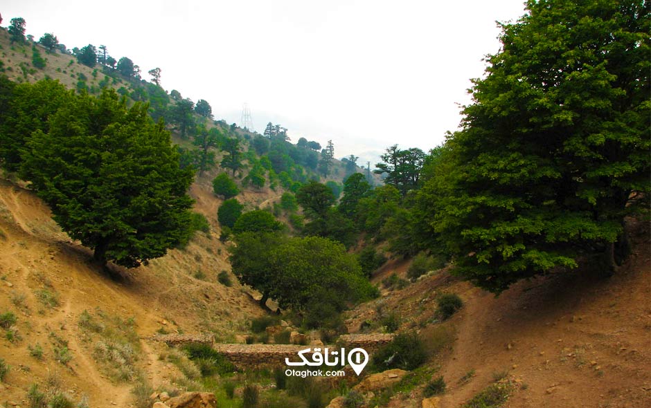 جنگل ابر یکی از جاهای دیدنی شاهرود