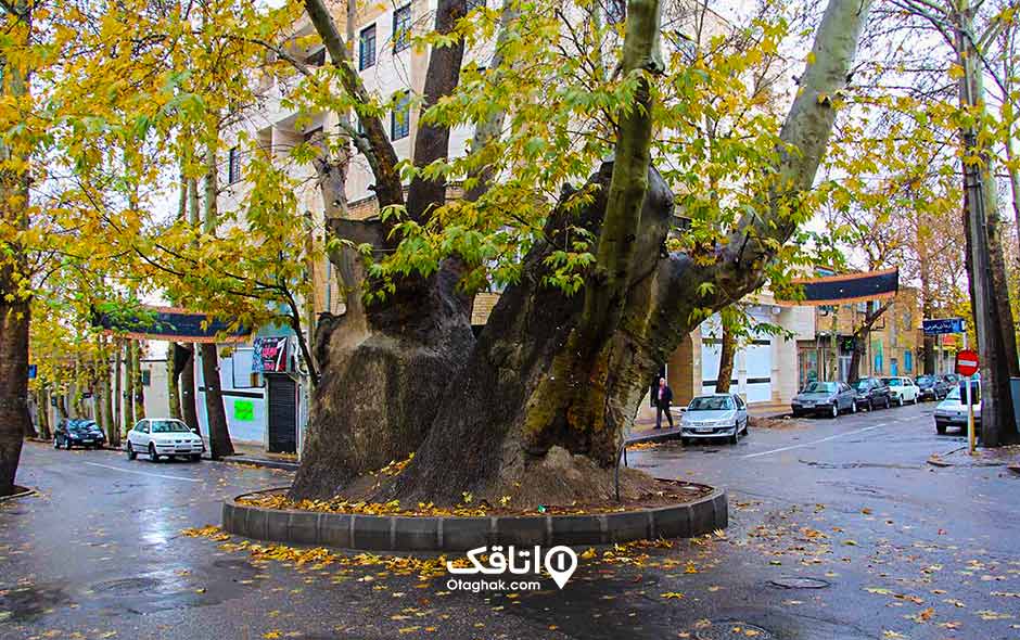 درخت چنار قدیمی و 2000 ساله در یک میدان کوچک
