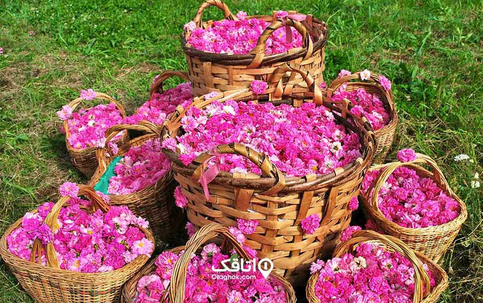 مراسم گلاب گیری در کاشان چگونه برگزار میشود؟