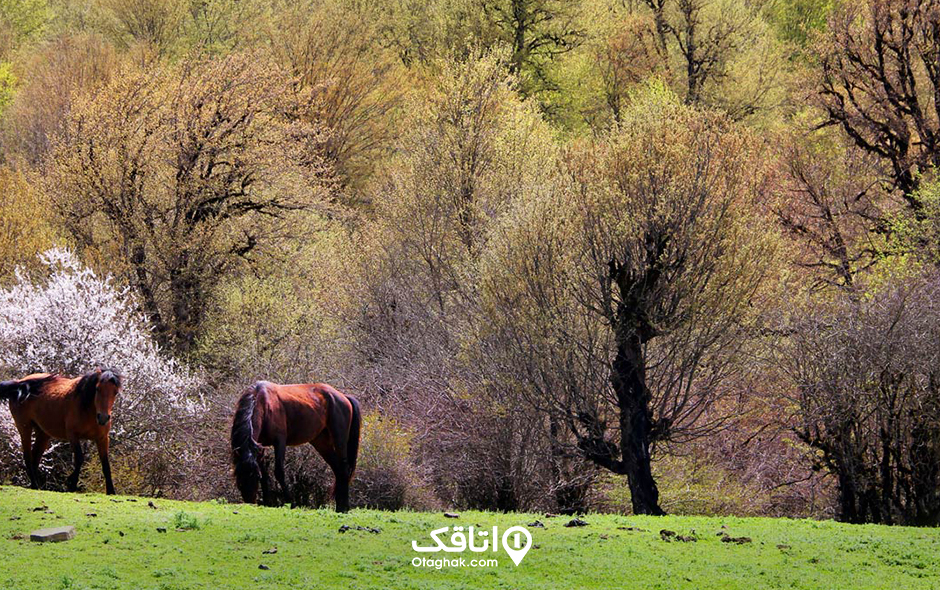 جنگل الیمستان، دروازه‌ای روبه کوه دماوند