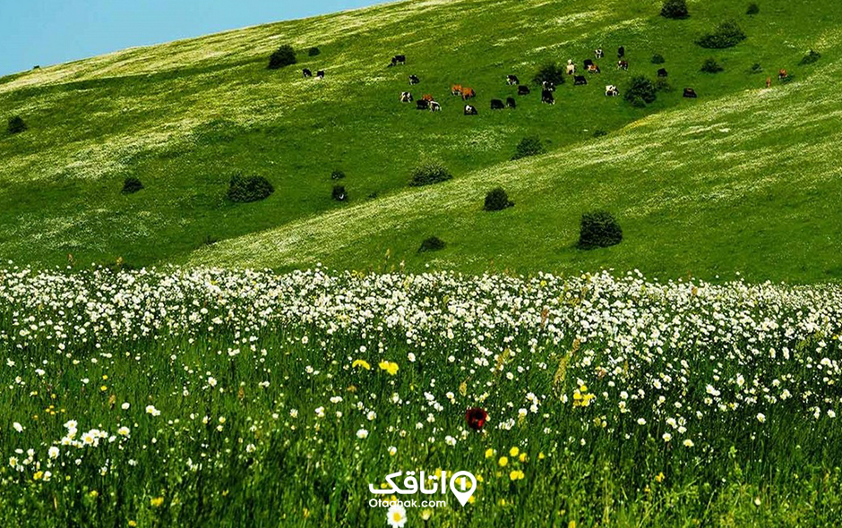 جنگل فندقلو، مرز بین اردبیل و گیلان