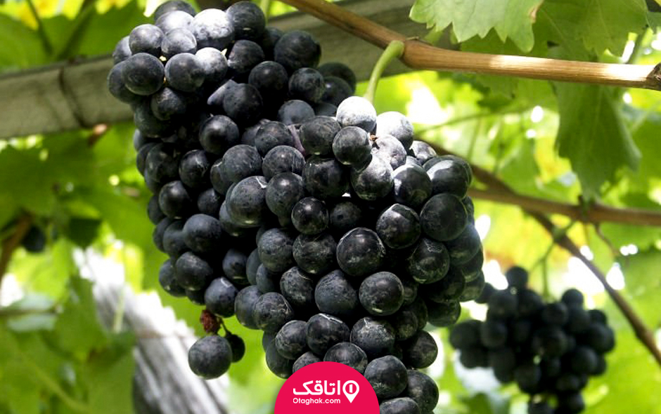 انگور سیاه