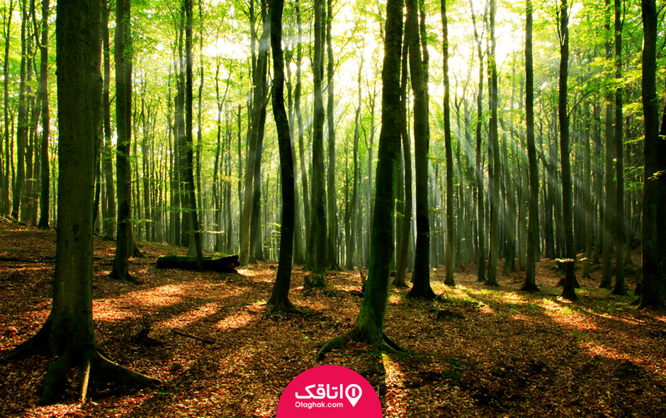 جنگلهای ایران