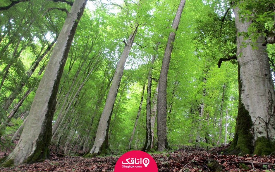 آمل کجاست