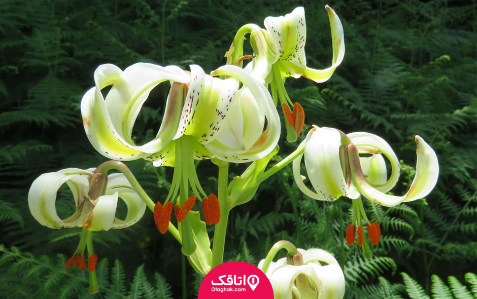 سوسن چلچراغ 