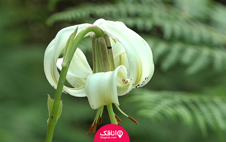 اثر ملی طبیعی