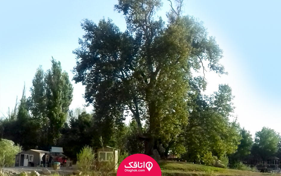 چنار طاق بستان