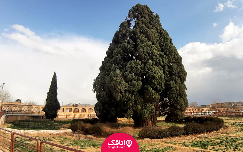 سرو ابرکوه