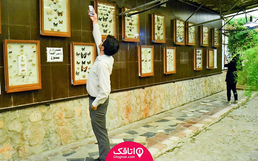 پروانه هایی خشک شده داخل قاب هایی بر روی دیوار و مردم در حال بازدید از انها در موزه پروانه ها