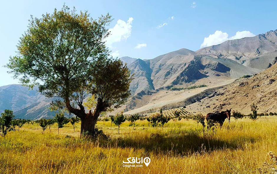 دشت هویج