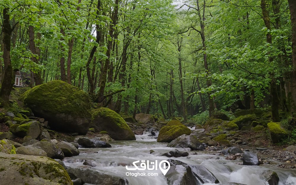 جنگل صفارود در بهار و تابستان آب‌وهوایی بهشتی دارد.