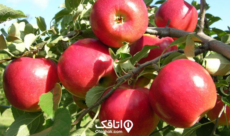 یک شاخه از درخت سیب که تعدادی سیب قرمز از آن آویزان است