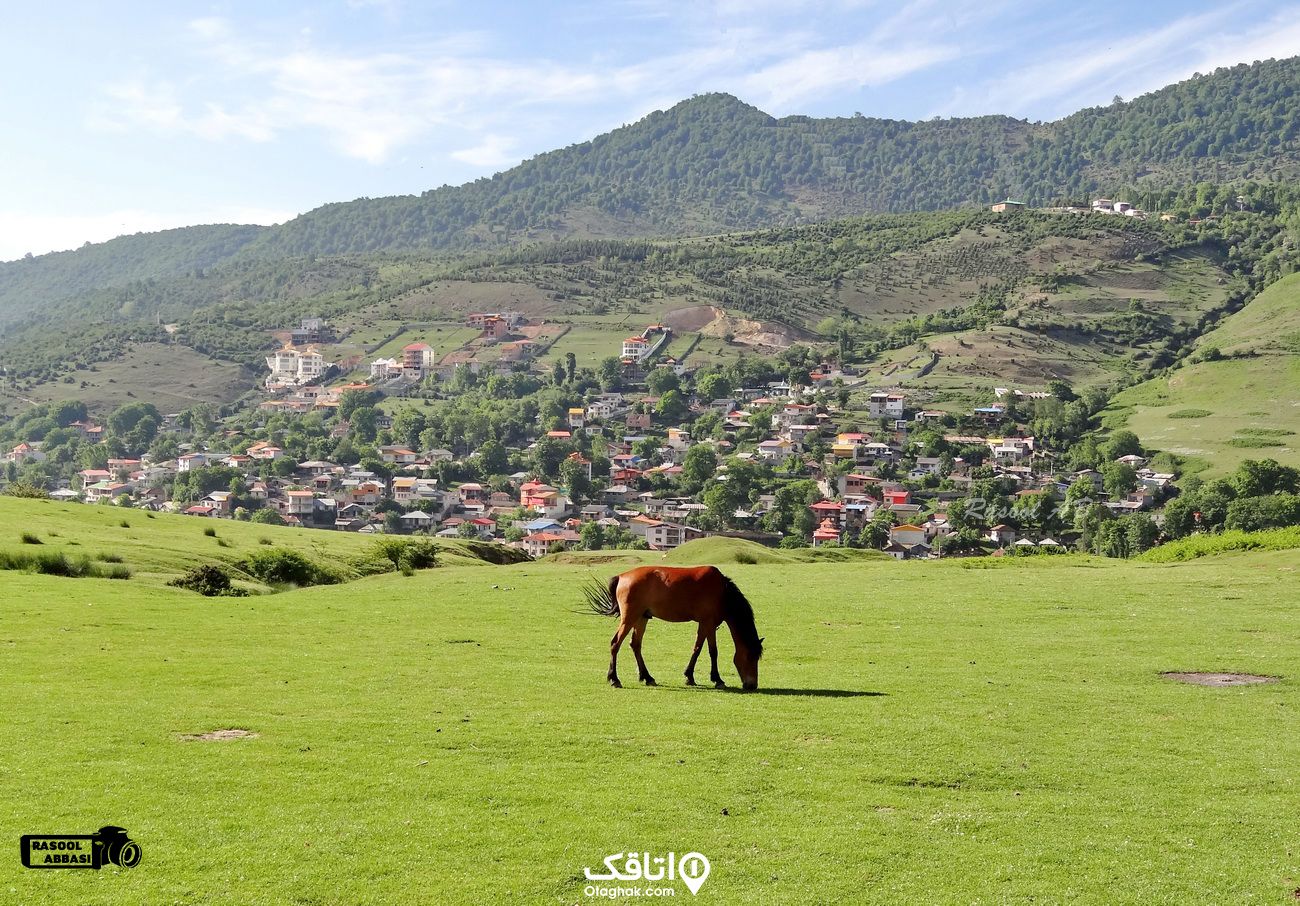 یک اسب در چمنزار که پشت سر آن خانه های زیادی زوی تپه قرار دارد