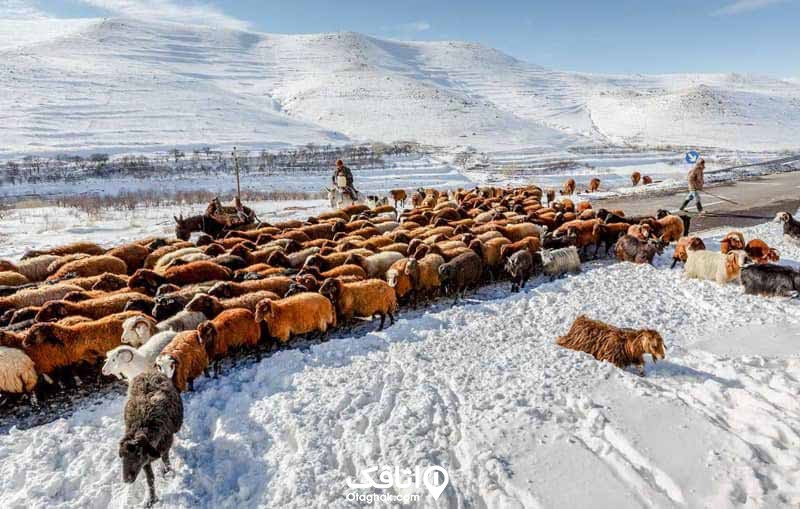 یک گله گوسفند به همراه دو چوپان در برف