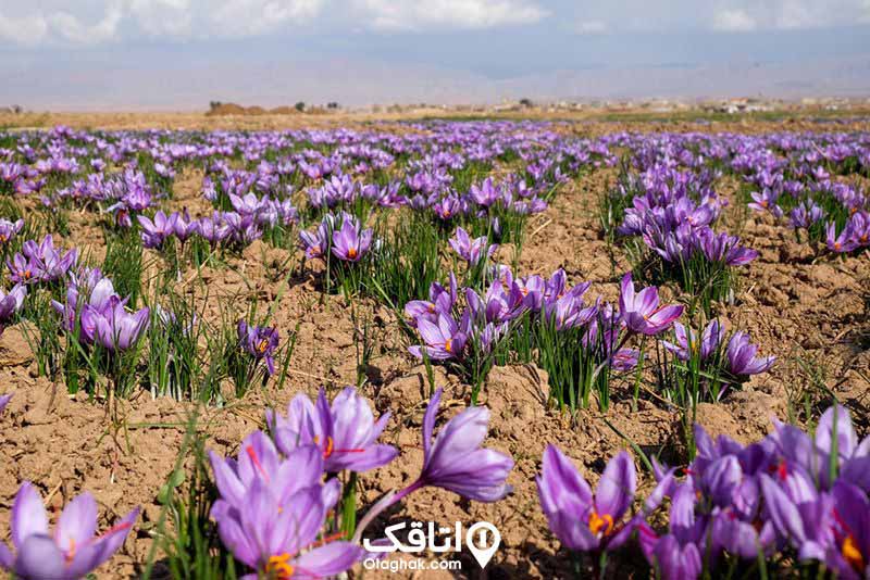 زمین پر از گل‌های زعفران، گل ها به رنگ بنفش هستند و وسط گل ها زعفران است