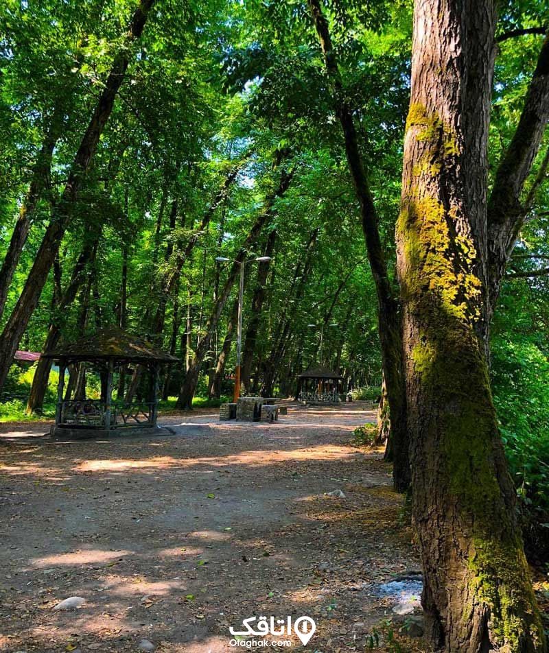 یک پارک جنگلی با درختانی خزه بسته و الاچیق هایی برای نشستن