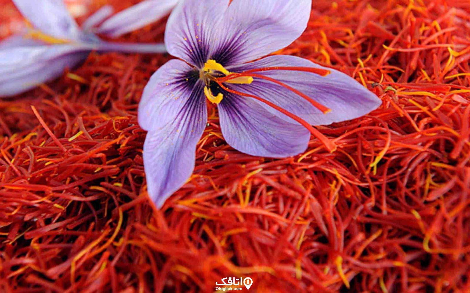 گل ینفش رنگ زعفران بر روی محصول زعفران خشک شده قرمز