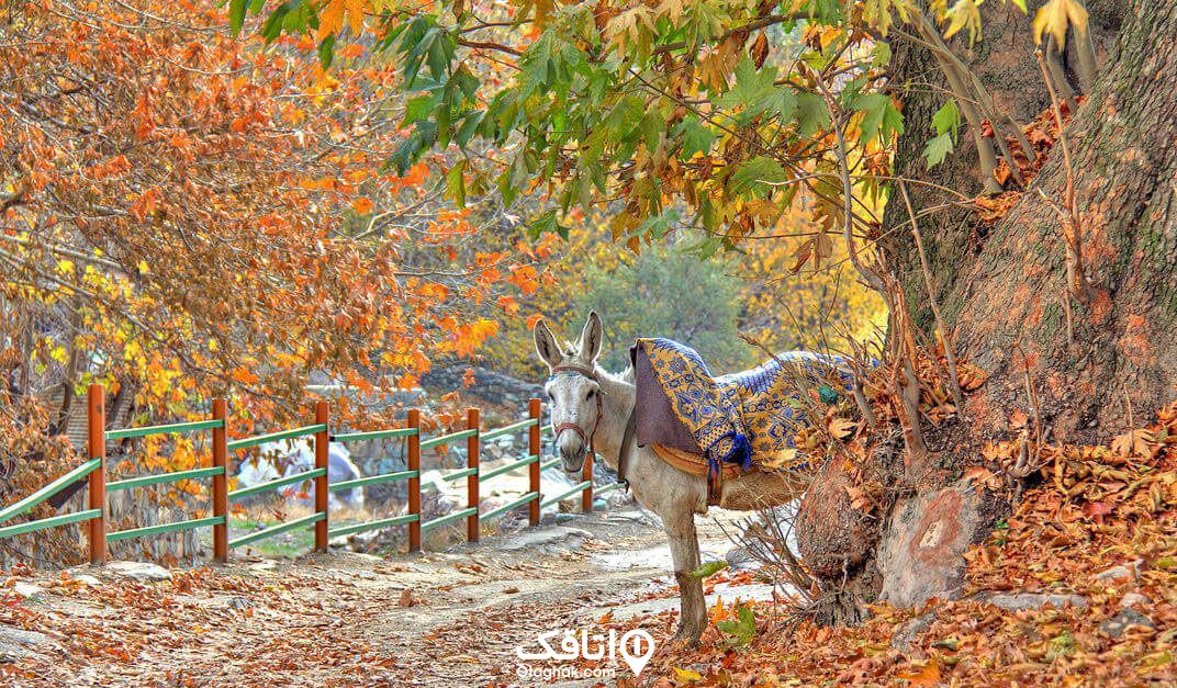 یک الاغ دارای خورچین رنگی که زیر یک درخت پاییزی بر روی بک پل که برگ های نارنجی رنگ روی آن ریخته است ایستاده.