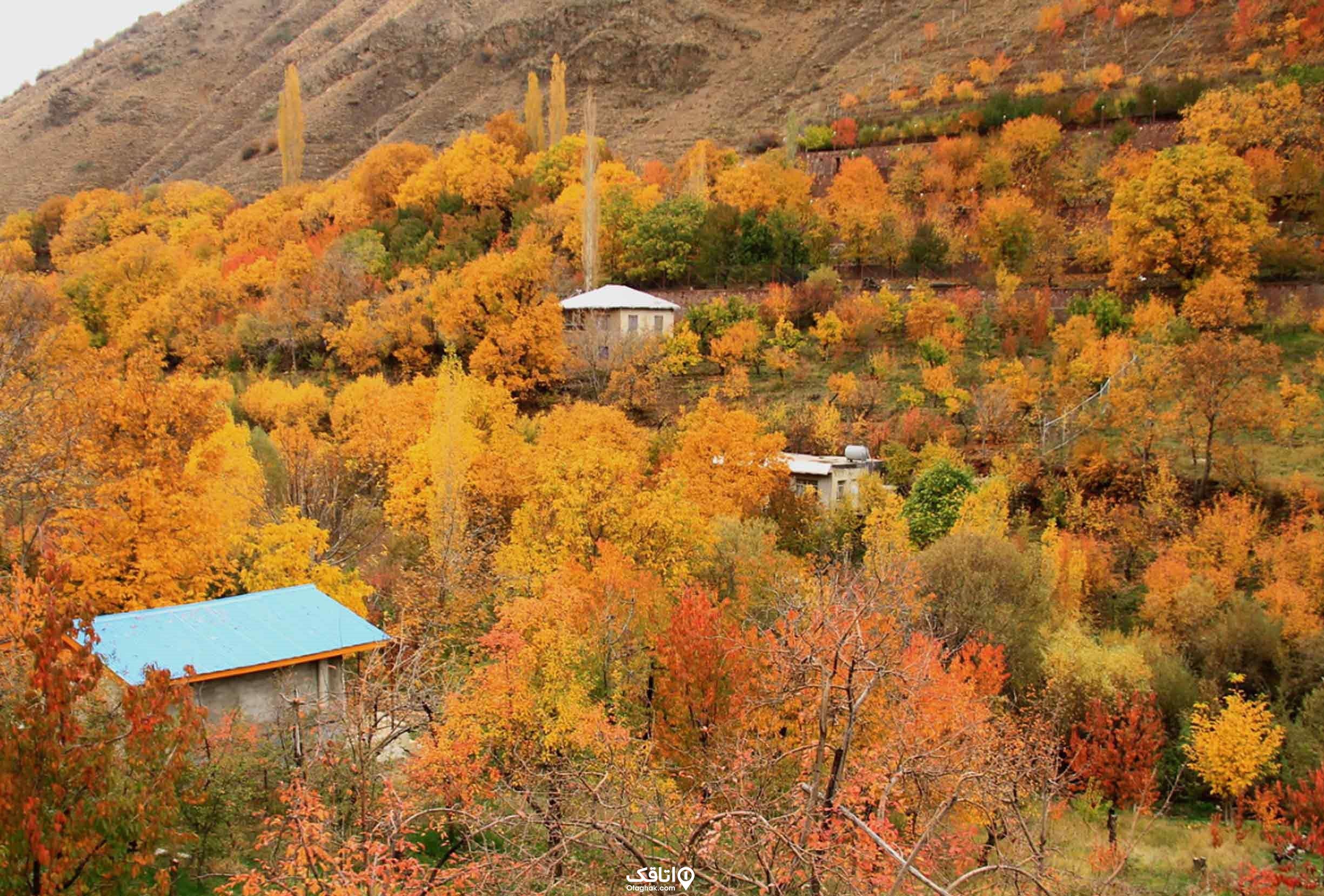 درختان نارنجی رنگ شده در فصل پاییز روی کوه که در میان ان ها سه خانه پیداست