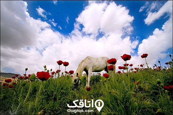 یک اسب سفید در حال چرا در میان دشتی با گل های قرمز و آسمان آبی با ابرهای سفید