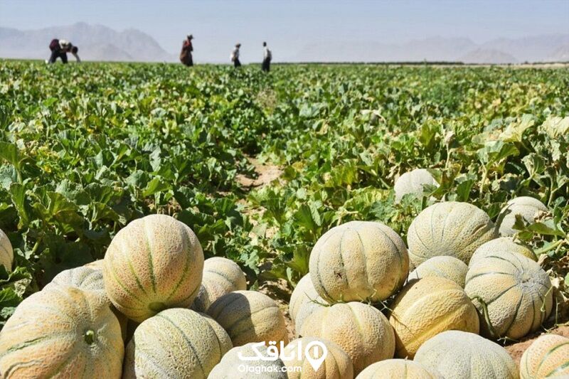 طالبی ورامین