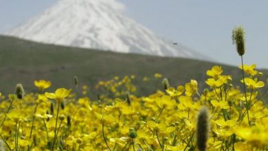 صنایع دستی رودهن | از سبزی‌های معطر تا تابلوفرش‌های ارزشمند