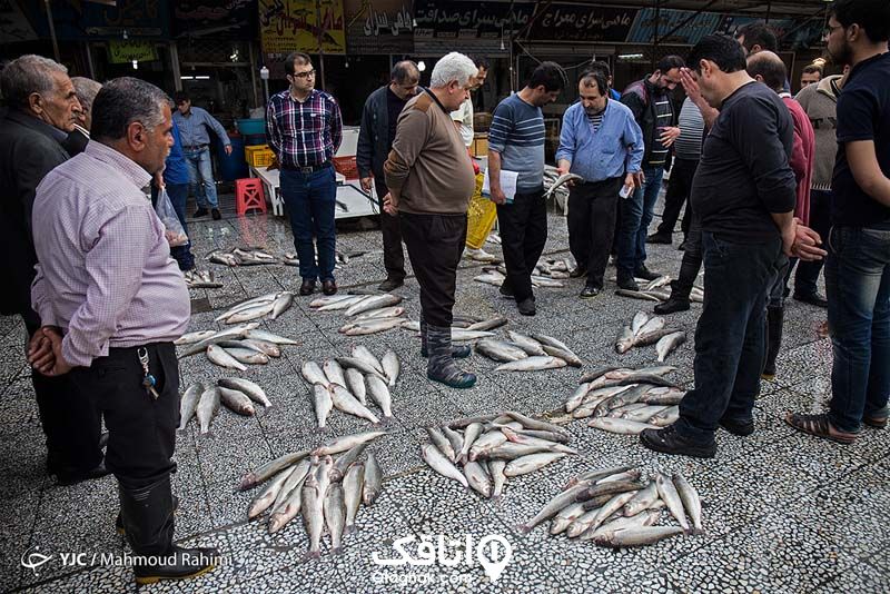 تعدادی ماهی روی زمین و افرادی یستاده در حال نگه کردن به انها برای خرید از فروشندگان