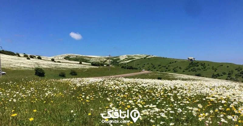 جنگل فندقلو