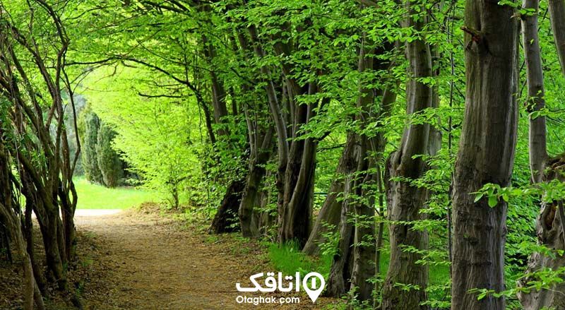 جاده خاکی میان جنگل سی سنگان نوشهر