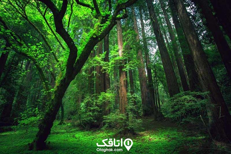 جنگل‌های سرسبز و پر از درخت نوشهر